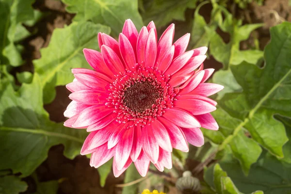 Red Gerbera Daisy Gerbera Flower Garden Natural Light Green Leaves — Stock Photo, Image