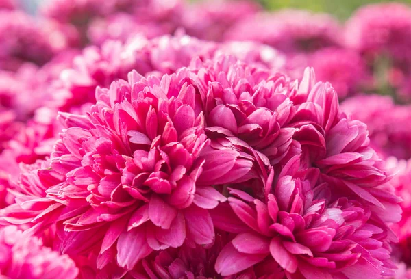 Magenta Chrysanthemum Mums Flowers Center Frame Garden Natural Light — Stock Photo, Image