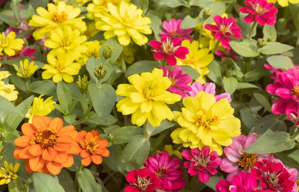 Kolorowe Kwiaty Cynnii Ogrodzie Tle Naturalnym Światłem — Zdjęcie stockowe