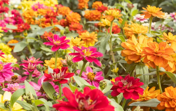 Magenta Cynnia Kwiat Tle Ogród Naturalnym Światłem — Zdjęcie stockowe