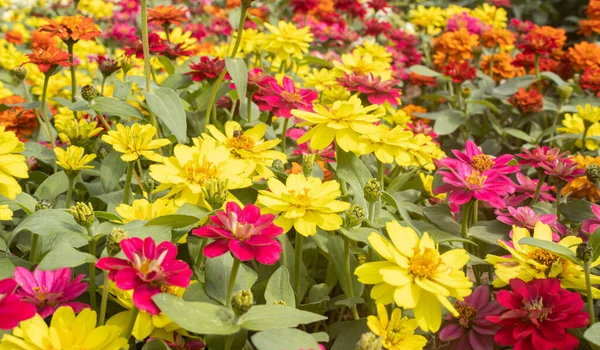 Żółty Kwiat Magenta Cynnia Tle Ogród Naturalnym Światłem — Zdjęcie stockowe