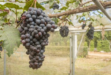 Üzüm Yapraklı Siyah Üzüm Çemberi Sol Çerçevesinde Doğal Işık Var