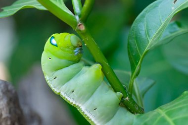 Oleander Hawk güvesi yemeyi bırak ve olduğun yerde kal.