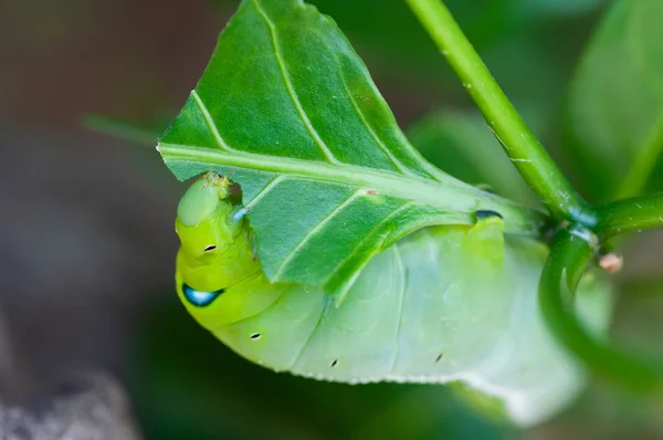 Falena falco oleandre sta masticando una foglia — Foto Stock