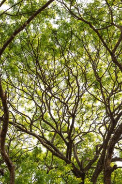 Yaprakları olan bir yağmur ağacı deseni parlak güneş ışığı altında gökyüzüne yükselir.