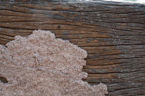 Newly Built Termite Nest Old Wood Becomes Termite Food — Stock Photo, Image