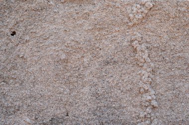 Yeni yapılmış termit yuvası eski ahşap üzerinde termit yiyeceği haline gelir.