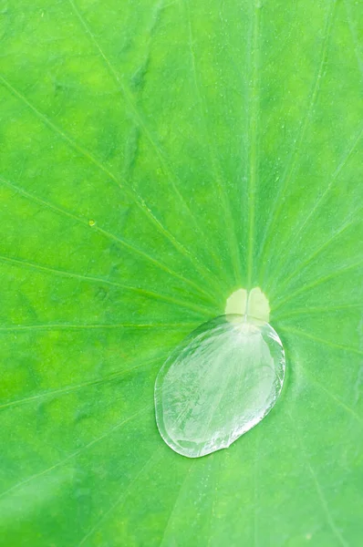 Superhydrophobic Lotus Effect Lotus Leaf Which Make Water Float — Stock Photo, Image