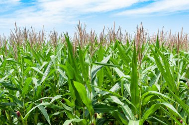 Çiçekli bir mısır mahsulü ve mavi gökyüzünün altında küçük bir koni