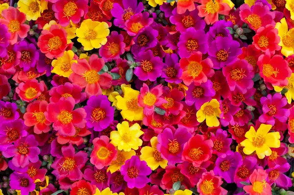 Authentische Sehr Helle Und Wirklich Kräftige Farbe Der Bärenklau Blumen — Stockfoto