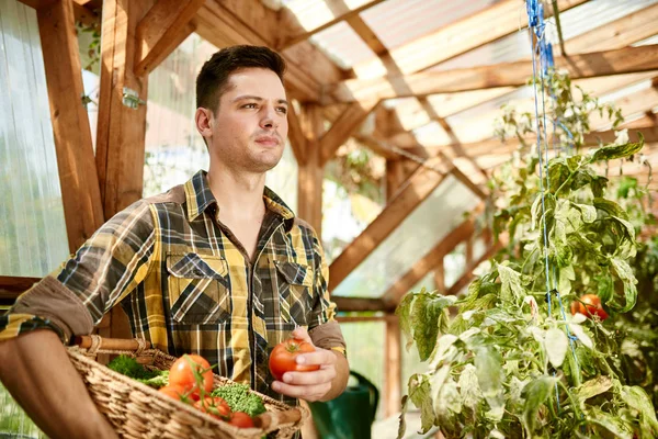 Trädgårdsmästare tenderar att ekologiska grödor — Stockfoto