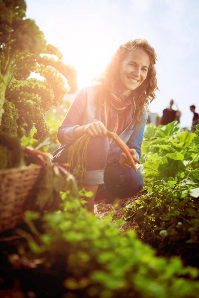 Дружня жінка збирає свіжі овочі з тепличного саду даху — стокове фото