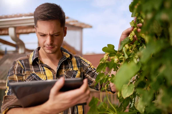 Jardineiro masculino avaliando lúpulo em um jardim no telhado para produção de cerveja orgânica — Fotografia de Stock