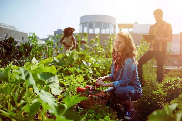 Amistoso equipo cosechando verduras frescas del jardín del invernadero de la azotea y planificando la temporada de cosecha en una tableta digital —  Fotos de Stock