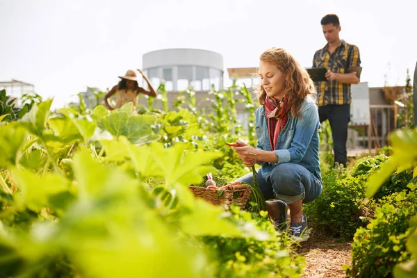 Дружелюбная команда собирает свежие овощи в оранжерее на крыше и планирует сезон сбора урожая на цифровом планшете — стоковое фото