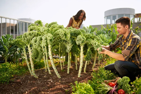 Amistoso equipo cosechando verduras frescas del jardín de invernadero en la azotea y planificando la temporada de cosecha — Foto de Stock