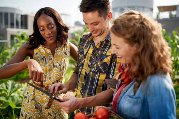 Freundliches Team erntet frisches Gemüse aus dem Dachgewächshausgarten und plant Erntezeit auf digitalem Tablet — Stockfoto