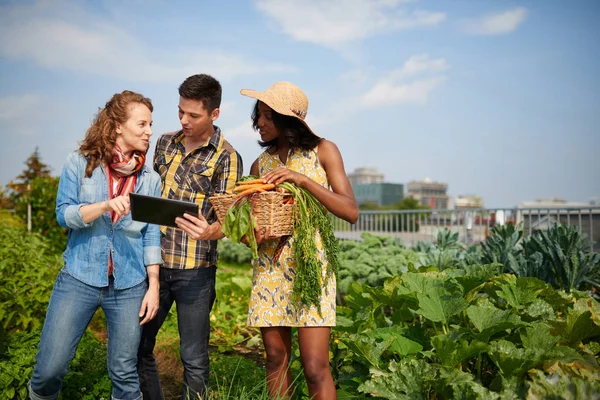 Дружня команда збирає свіжі овочі з тепличного саду даху та планує сезон збору врожаю на цифровому планшеті — стокове фото