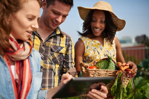 Équipe amicale récoltant des légumes frais dans le jardin en serre sur le toit et planifiant la saison de récolte sur une tablette numérique — Photo