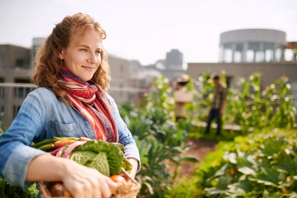 Friendly woman harvesting fresh vegetables from the rooftop greenhouse garden — Stock Photo, Image