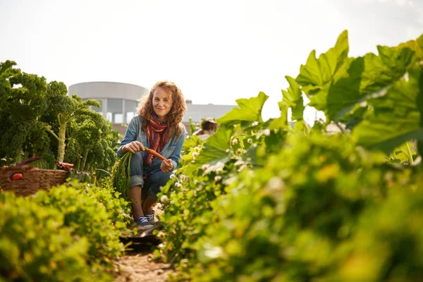 Mujer amable cosechando verduras frescas del jardín de invernadero en la azotea —  Fotos de Stock