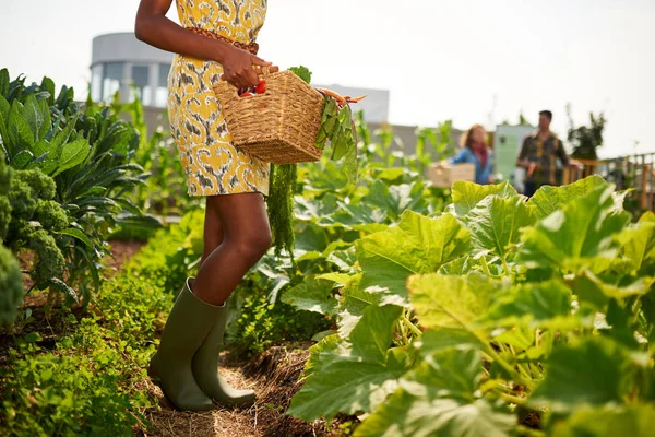 Friendly african american woman harvesting fresh vegetables from the rooftop greenhouse garden — Stock Photo, Image