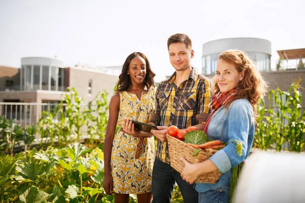 Friendly team harvesting fresh vegetables from the rooftop greenhouse garden and planning harvest season on a digital tablet — Stock Photo, Image