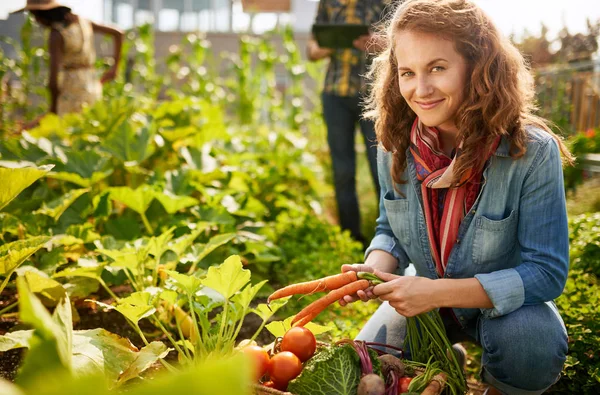 Freundliches Team erntet frisches Gemüse aus dem Dachgewächshausgarten und plant Erntezeit auf digitalem Tablet — Stockfoto