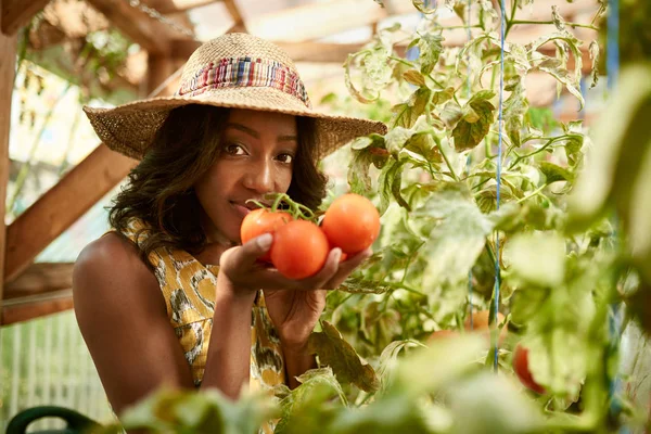 Friendly woman harvesting fresh tomatoes from the greenhouse gar — Stock Photo, Image