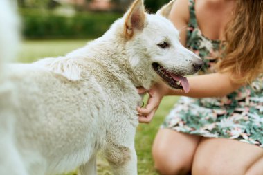Genç, güzel sarışın kız dışarıda, dost canlısı köpek yavrusuyla oynuyor.
