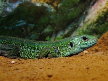 Büyücüler akvaryumda yaşar. kum kertenkelesi