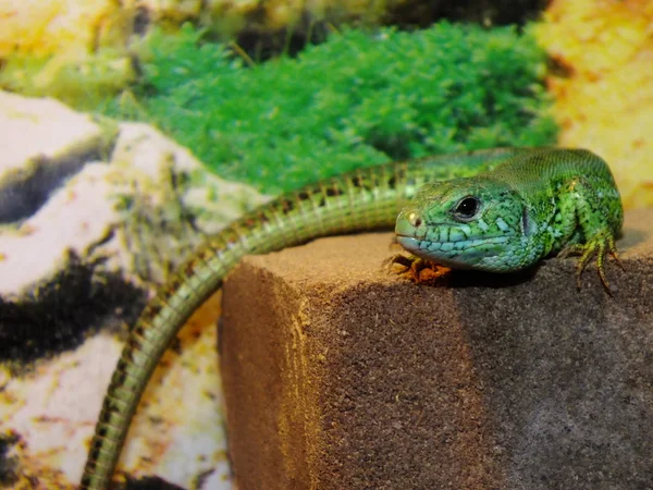 Izards Vivem Terrarium Lagarto Areia — Fotografia de Stock