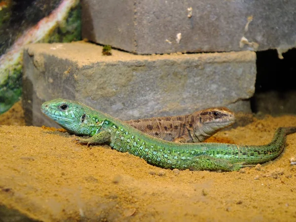 Izards Vivem Terrarium Lagarto Areia — Fotografia de Stock