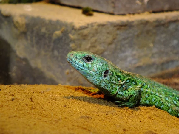 Izards Vivem Terrarium Lagarto Areia — Fotografia de Stock