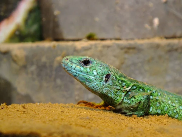 Jaszczurki Żyją Terrarium Jaszczurka Piaskowa — Zdjęcie stockowe