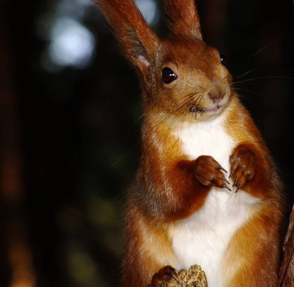 松公園のフィーダーでふわふわリス — ストック写真