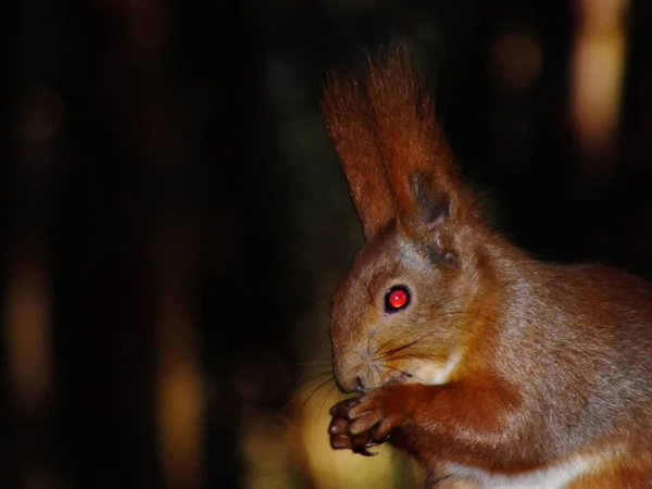 松公園のフィーダーでふわふわリス — ストック写真