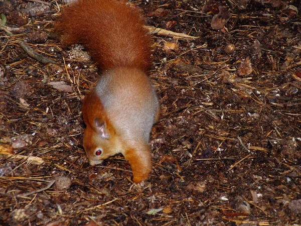 Flauschige Eichhörnchen Futterhäuschen Kiefernpark — Stockfoto