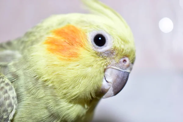 Loro Corella Verde Con Gris Hermoso Primer Plano —  Fotos de Stock