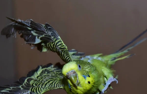 Попугай Corella Зеленый Красивым Крупным Планом — стоковое фото