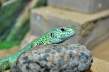 Kertenkeleler bir akvaryumda yaşar. kum kertenkelesi