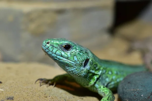 Lagartos Vivem Terrário Lagarto Areia — Fotografia de Stock