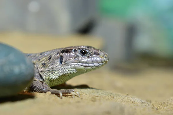 Lagartos Vivem Terrário Lagarto Areia — Fotografia de Stock