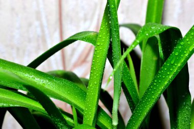 Sulu, yeşil Bush ev bitkisi