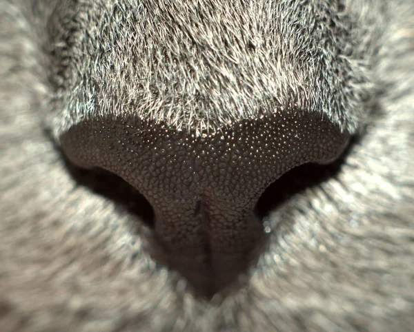 grey cat nose close up