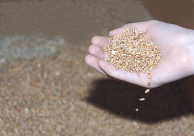 Bir çiftçinin elinde buğday hasadı.