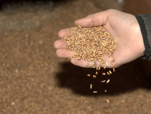 Bir çiftçinin elinde buğday hasadı.