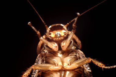 mermer hamamböceği makro fotoğrafçılığı kapat