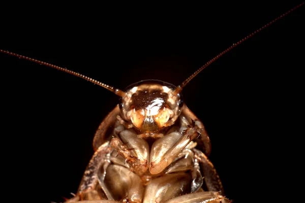 mermer hamamböceği makro fotoğrafçılığı kapat
