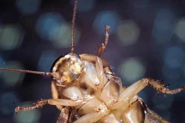 mermer hamamböceği makro fotoğrafçılığı kapat